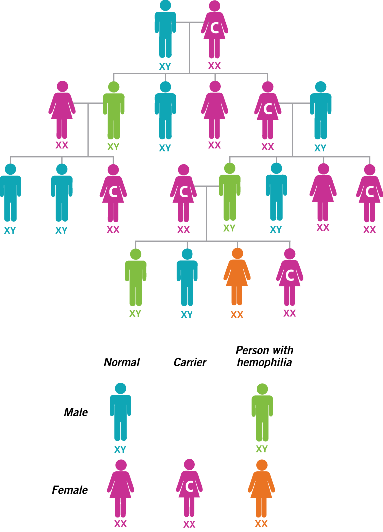 hemophilia genetic chart details how the condition is passed from one generation to the next